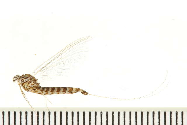 Image of Siphlonurus alternatus (Say 1824)