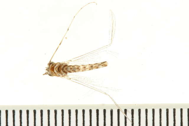 Image of Siphlonurus alternatus (Say 1824)