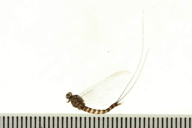 Image of Siphlonurus alternatus (Say 1824)