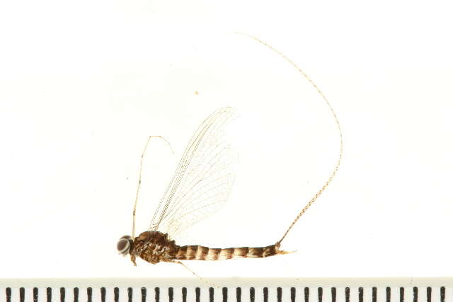 Image of Siphlonurus alternatus (Say 1824)