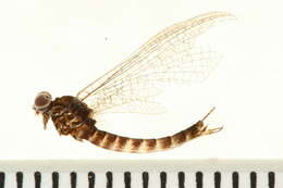 Imagem de Siphlonurus rapidus McDunnough 1924