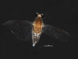 Image of Caenis latipennis Banks 1907