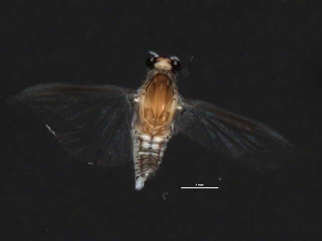 Image of Caenis latipennis Banks 1907