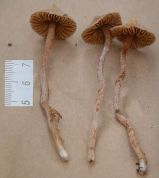 Image of Conocybe