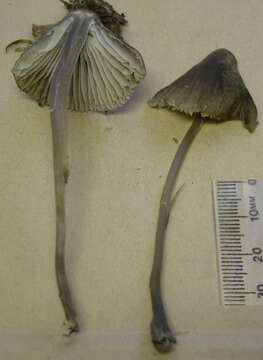 Image of Mycena polygramma (Bull.) Gray 1821