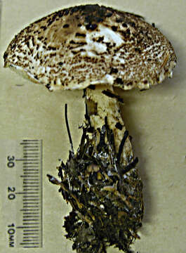 Image of Lepiota cortinarius J. E. Lange 1915