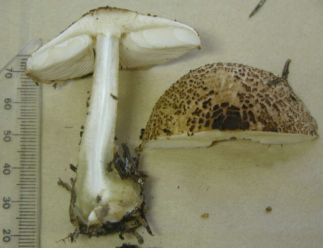 Image of Lepiota cortinarius J. E. Lange 1915