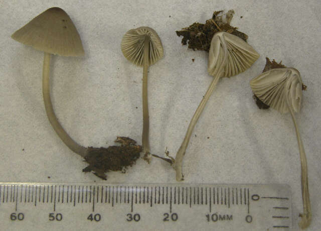 Image of Mycena polygramma (Bull.) Gray 1821