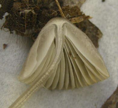 Image of Mycena polygramma (Bull.) Gray 1821