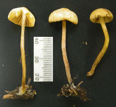 Image of Galerina