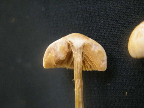 Image of Galerina