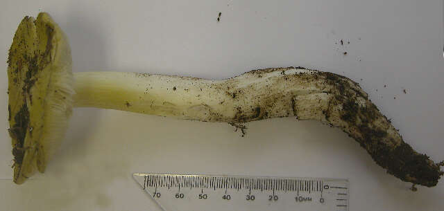 Image of Tricholoma leucophyllum Ovrebo & Tylutki 1975