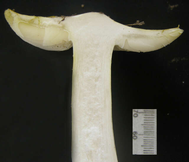 Image of Tricholoma leucophyllum Ovrebo & Tylutki 1975