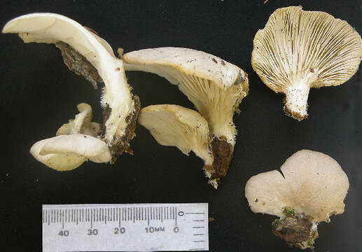 Image of Pleurotus ostreatus