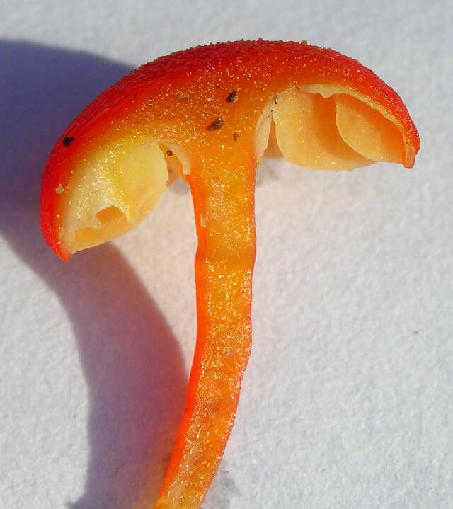 Image of Hygrocybe miniata (Fr.) P. Kumm. 1871