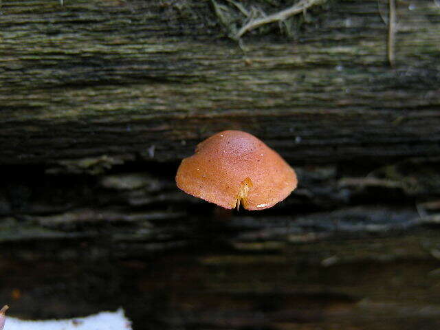 Imagem de Gymnopilus bellulus (Peck) Murrill 1917