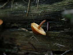 Image of Gymnopilus bellulus (Peck) Murrill 1917