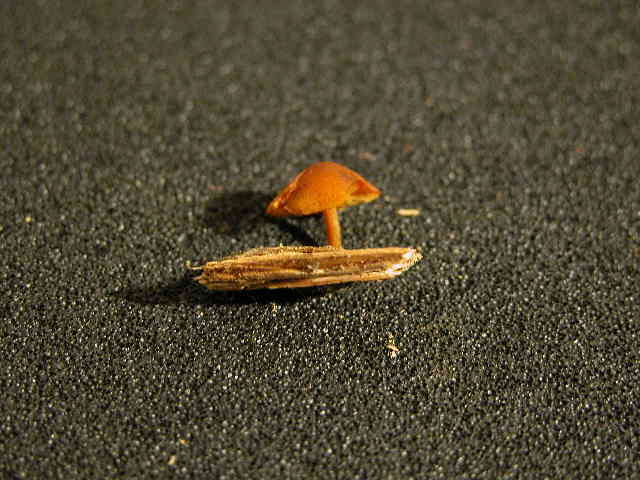 Imagem de Gymnopilus bellulus (Peck) Murrill 1917