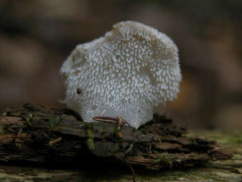 Image of Pseudohydnum gelatinosum