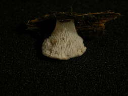 Image of Pseudohydnum gelatinosum