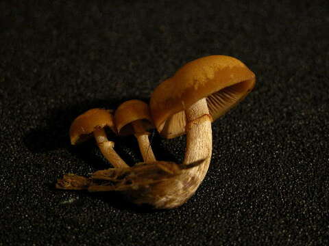 Image of Galerina marginata (Batsch) Kühner 1935