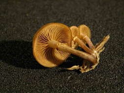 Image of Galerina marginata (Batsch) Kühner 1935