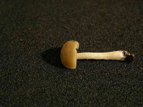 Image of Entoloma