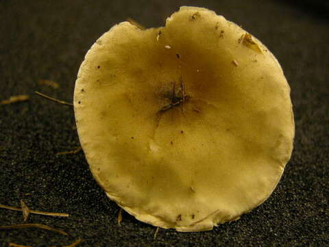 Image of Clitocybe clavipes