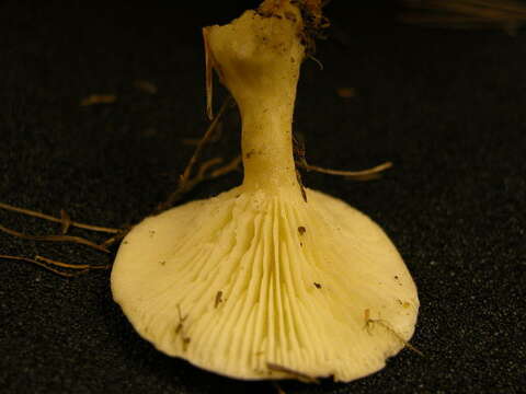 Image of Clitocybe clavipes