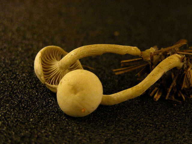 Image de Clitocybe odora (Bull.) P. Kumm. 1871