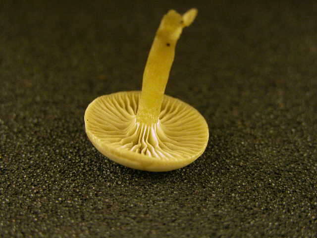 Image of Clitocybe odora (Bull.) P. Kumm. 1871