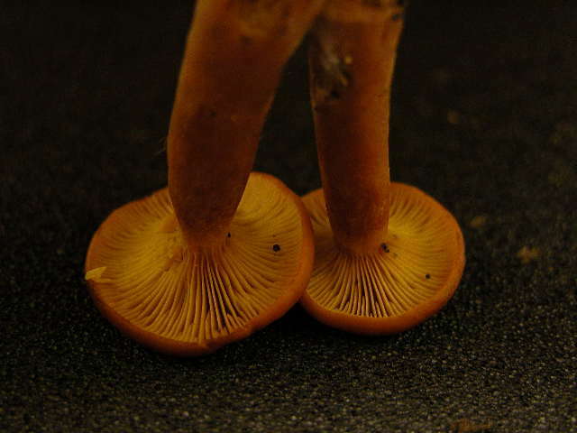 Image of Lactarius rufus