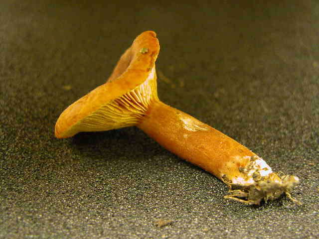 Image of Lactarius rufus