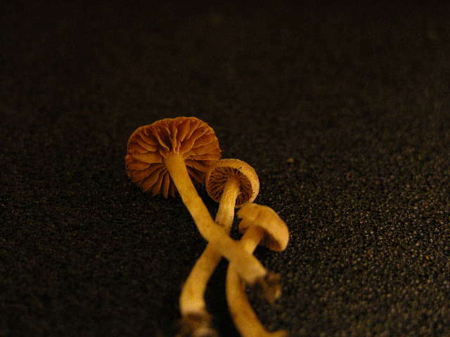 Image of Cortinarius acutus (Pers.) Fr. 1838