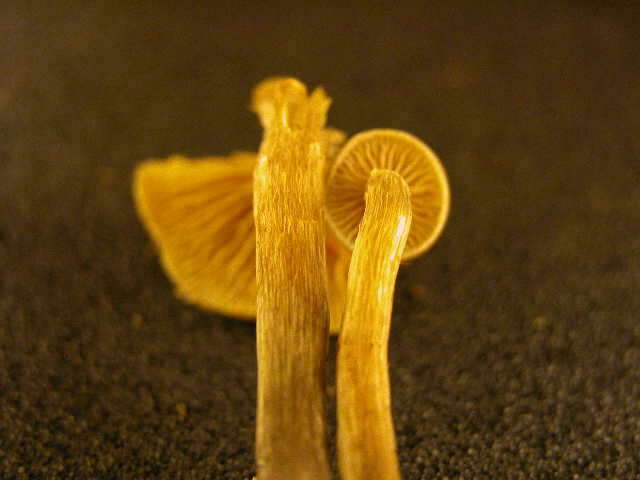 Image of Galerina marginata (Batsch) Kühner 1935