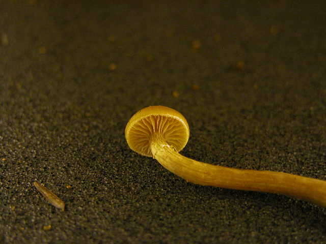 Image of Galerina marginata (Batsch) Kühner 1935