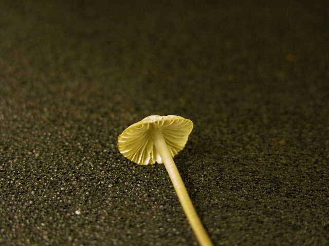 Image of Mycena polygramma (Bull.) Gray 1821