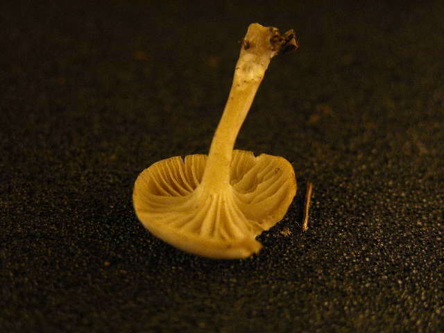 Image of Clitocybe odora (Bull.) P. Kumm. 1871