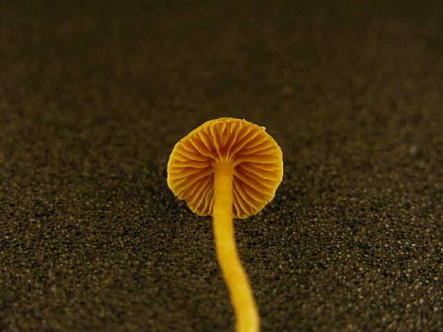 Image of Cortinarius acutus (Pers.) Fr. 1838