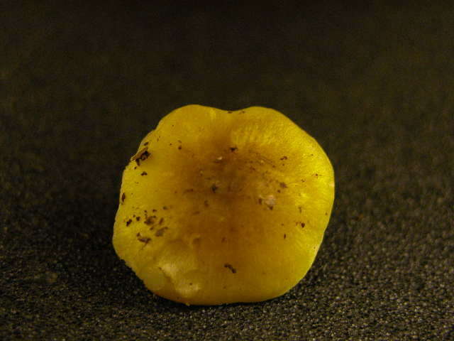 Image of Tricholoma sejunctum (Sowerby) Quél. 1872