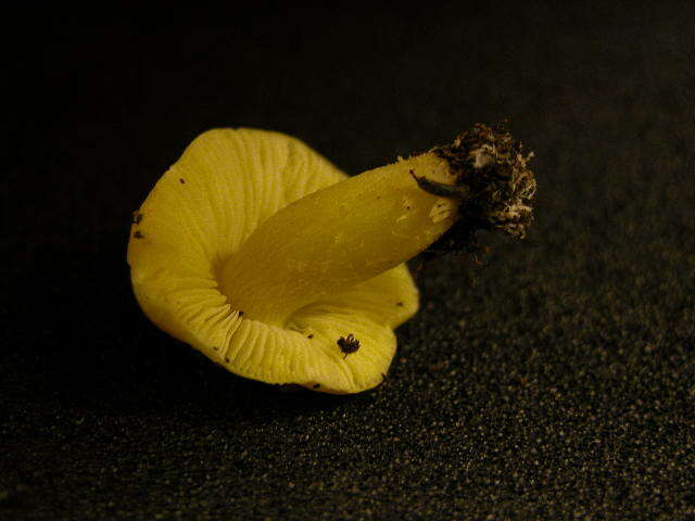 Image of Tricholoma sejunctum (Sowerby) Quél. 1872