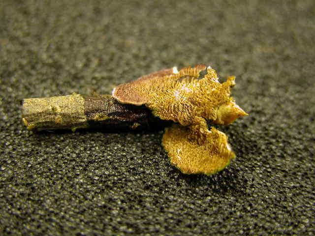 Image of Trichaptum abietinum (Dicks.) Ryvarden 1972