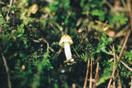 Image of Inocybe mixtilis (Britzelm.) Sacc. 1887