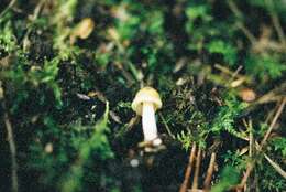 Image of Inocybe mixtilis (Britzelm.) Sacc. 1887