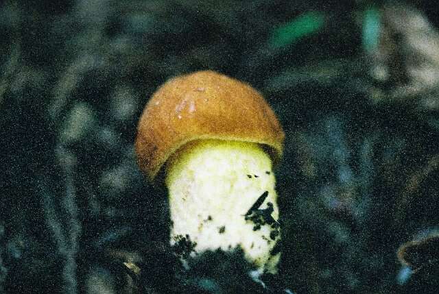 Image of Iodine bolete