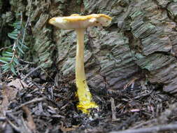 Image of Amanita flavoconia G. F. Atk. 1902