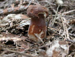 Image of Gyroporus purpurinus Singer ex Davoodian & Halling 2013