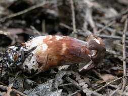 Image of Gyroporus purpurinus Singer ex Davoodian & Halling 2013