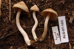 Imagem de Inocybe geophylla