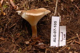 Image of Clitocybe clavipes